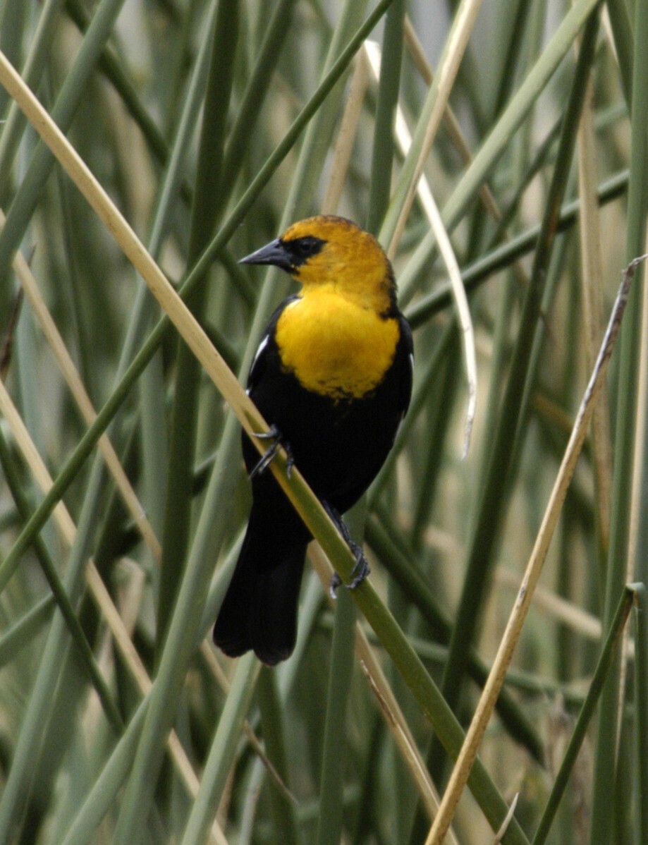 Yellow-headed Blackbird - marvin hyett