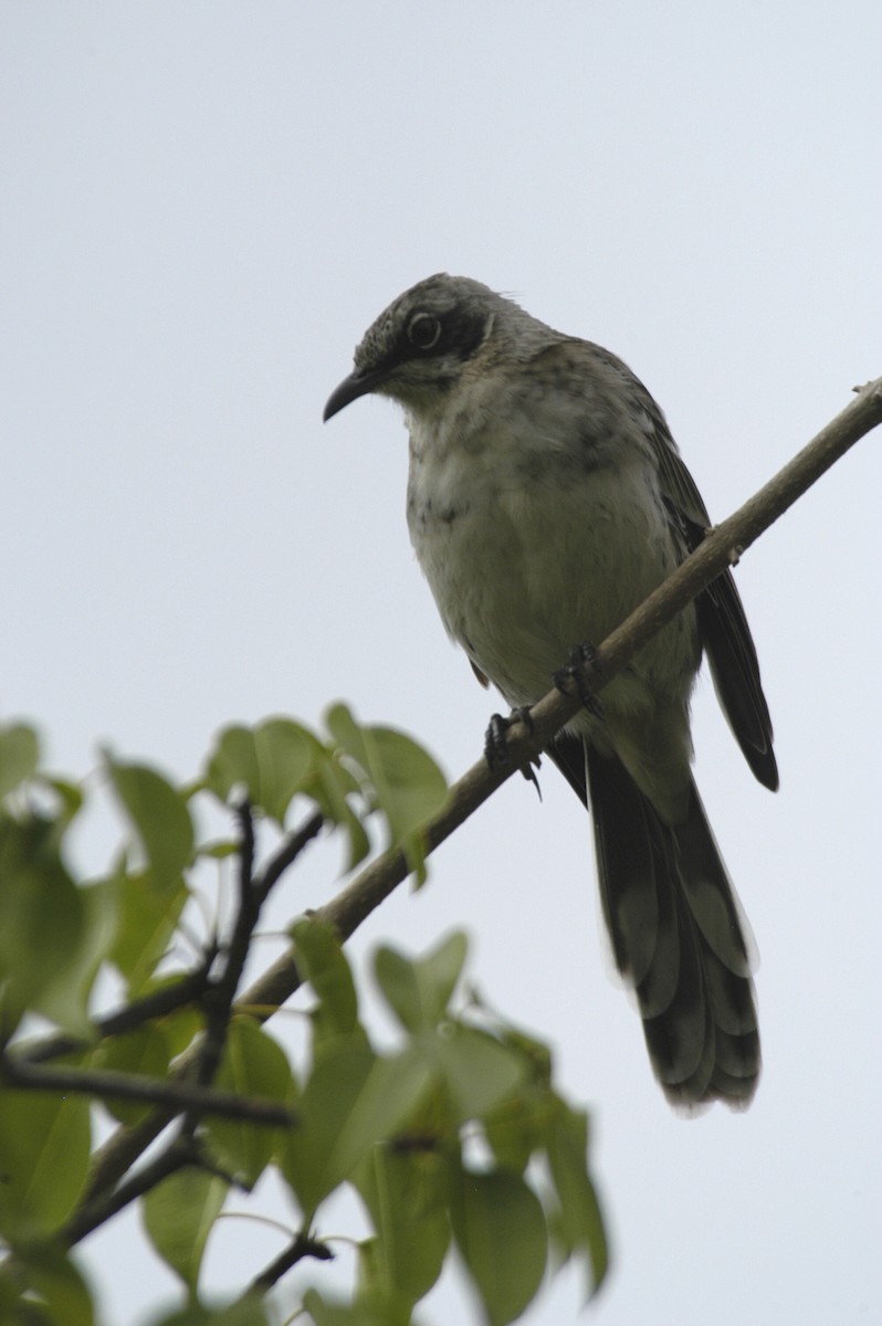 San Cristobal Mockingbird - marvin hyett