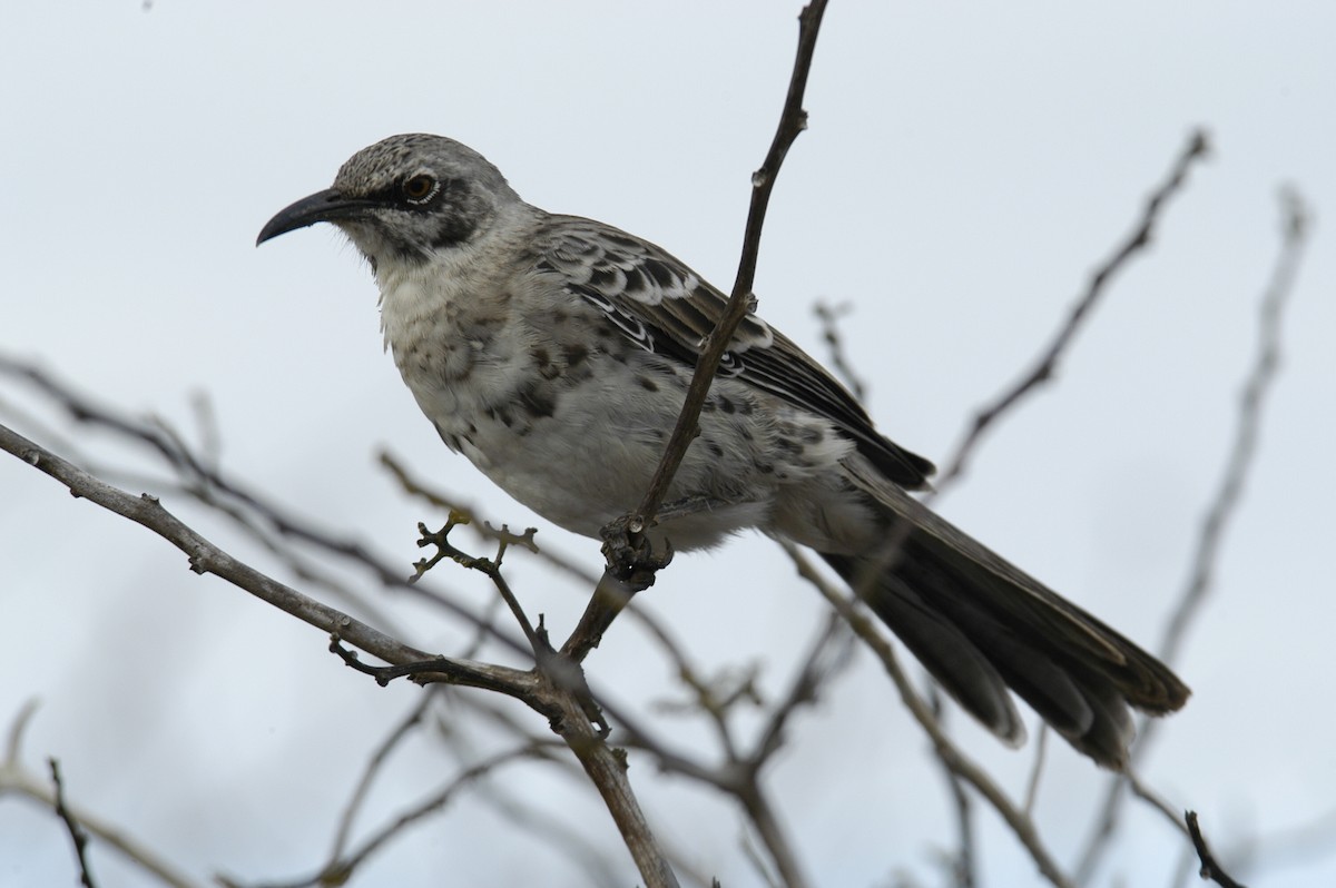 Española Mockingbird - marvin hyett