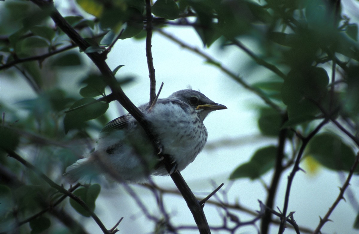 Tropical Mockingbird - marvin hyett