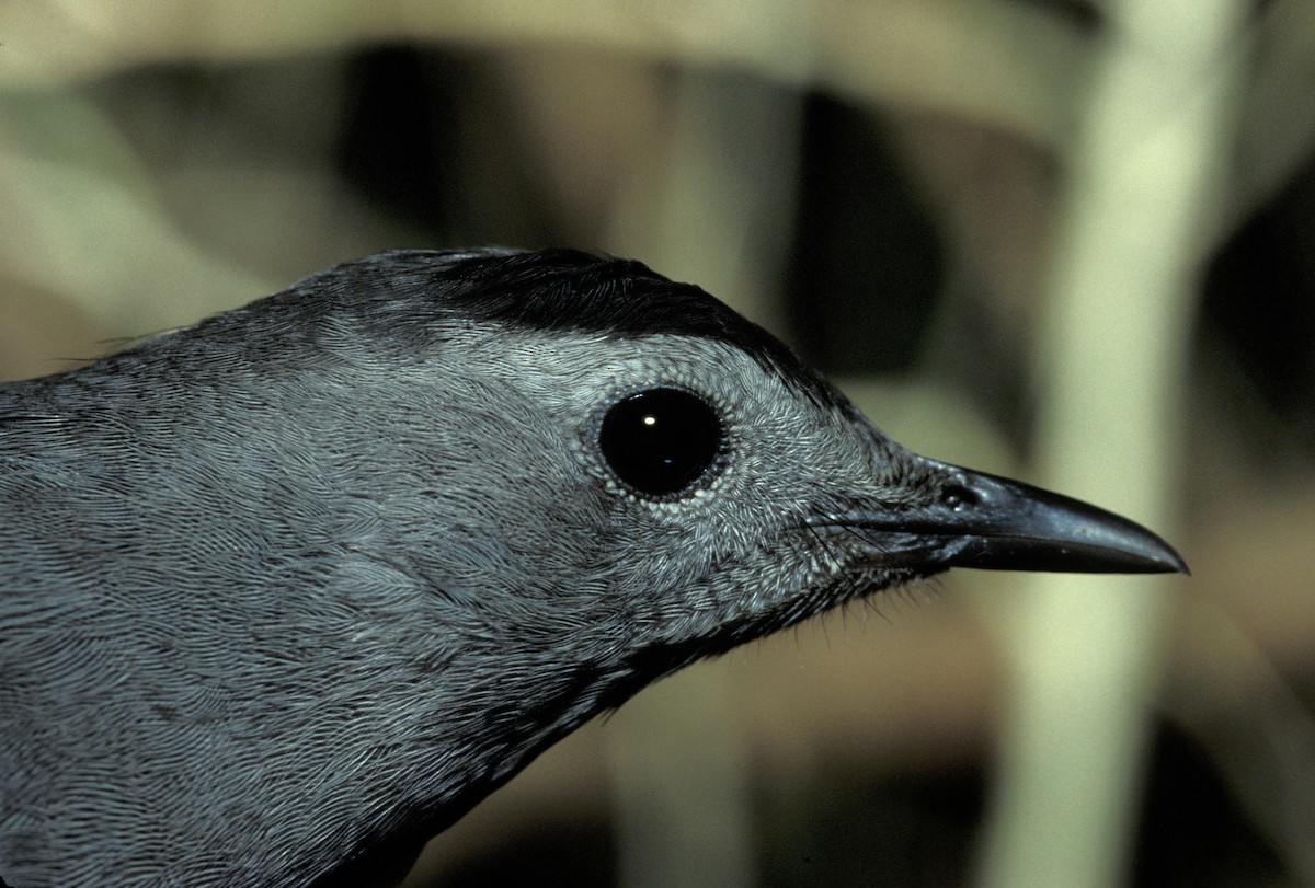 Gray Catbird - marvin hyett