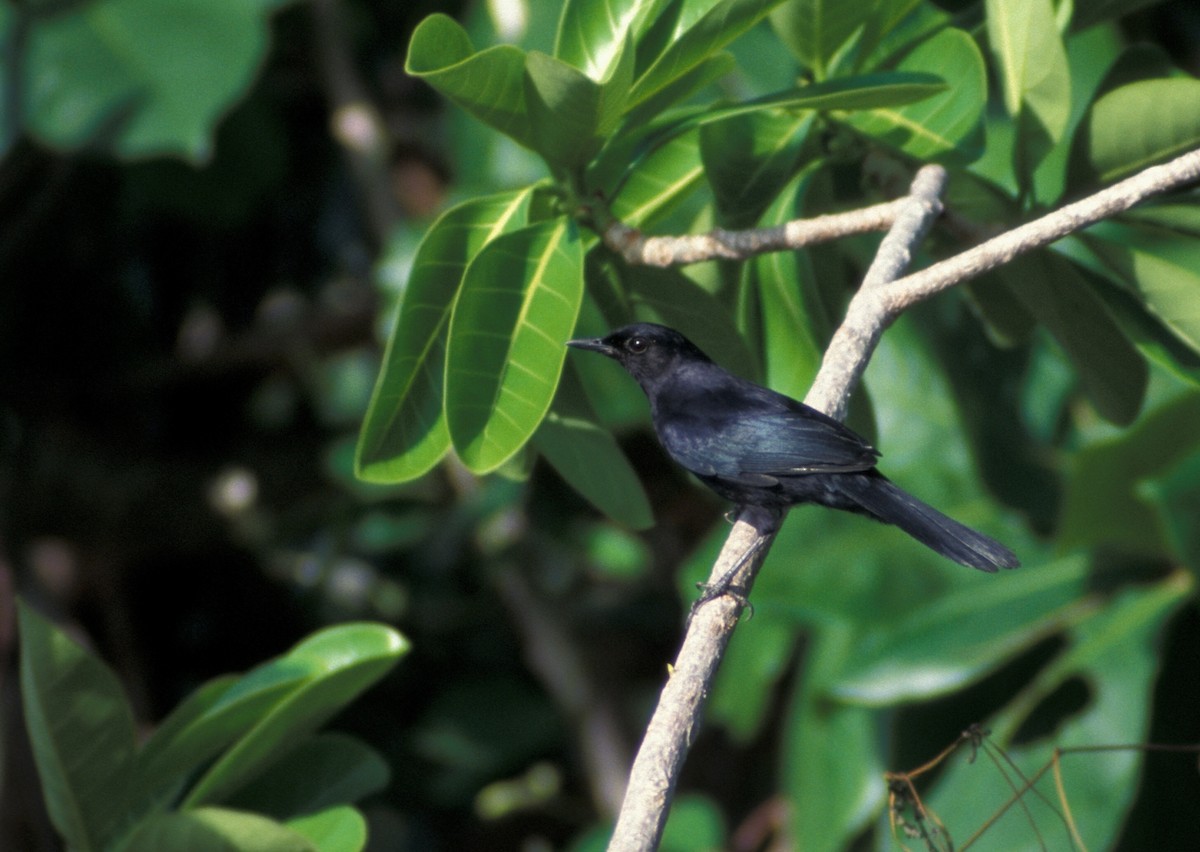Black Catbird - marvin hyett
