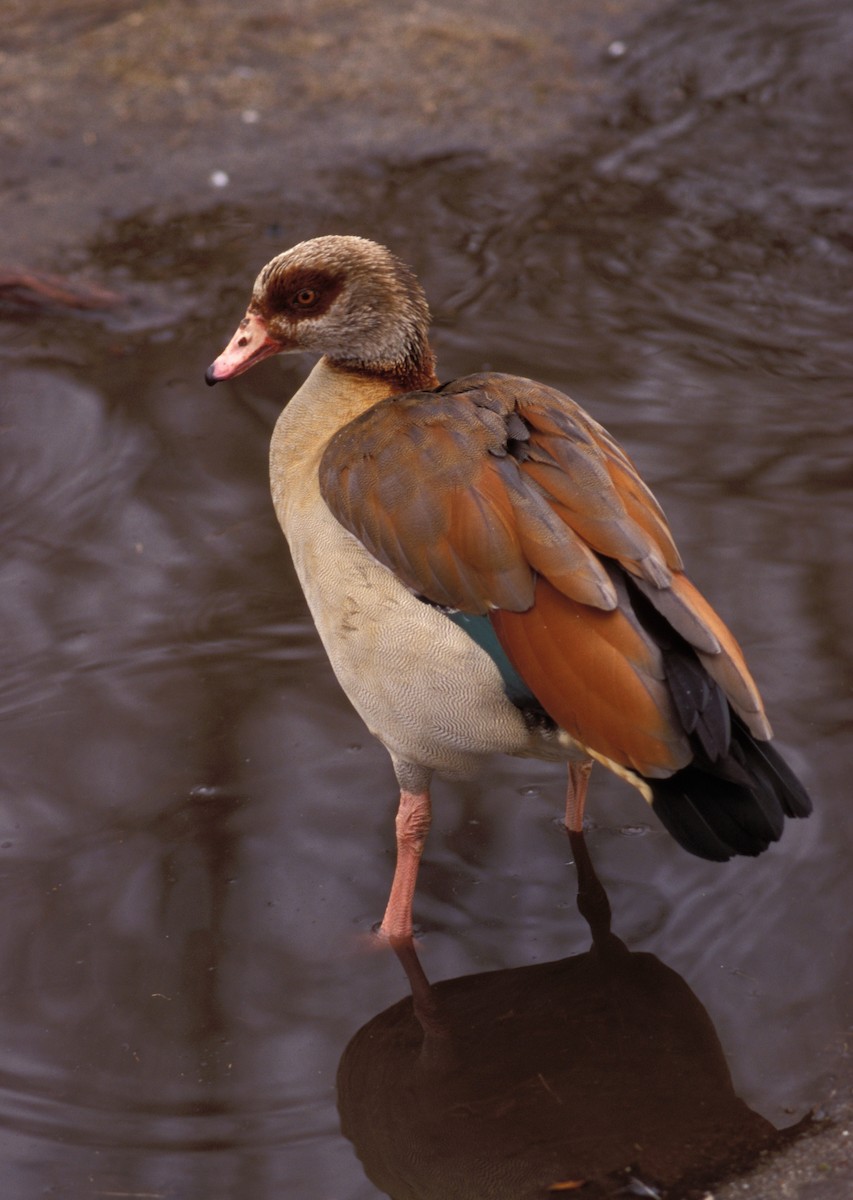 Egyptian Goose - marvin hyett