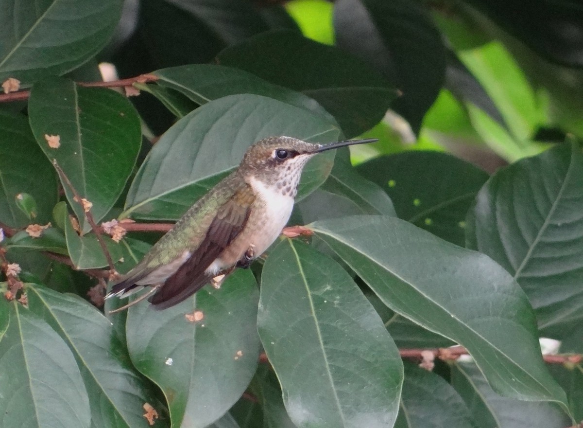 Ruby-throated Hummingbird - marvin hyett