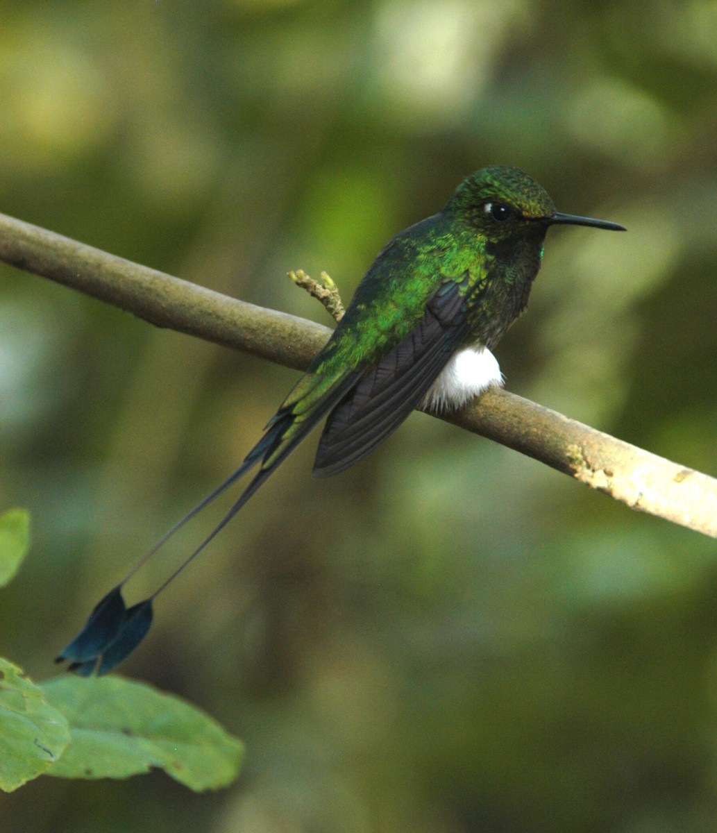 White-booted Racket-tail - marvin hyett