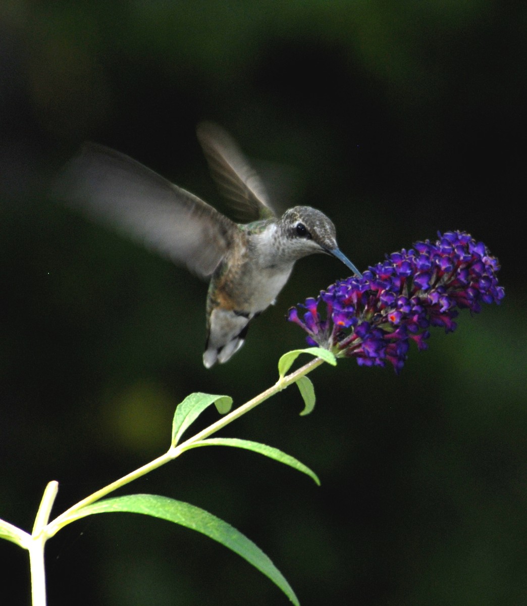 Ruby-throated Hummingbird - marvin hyett