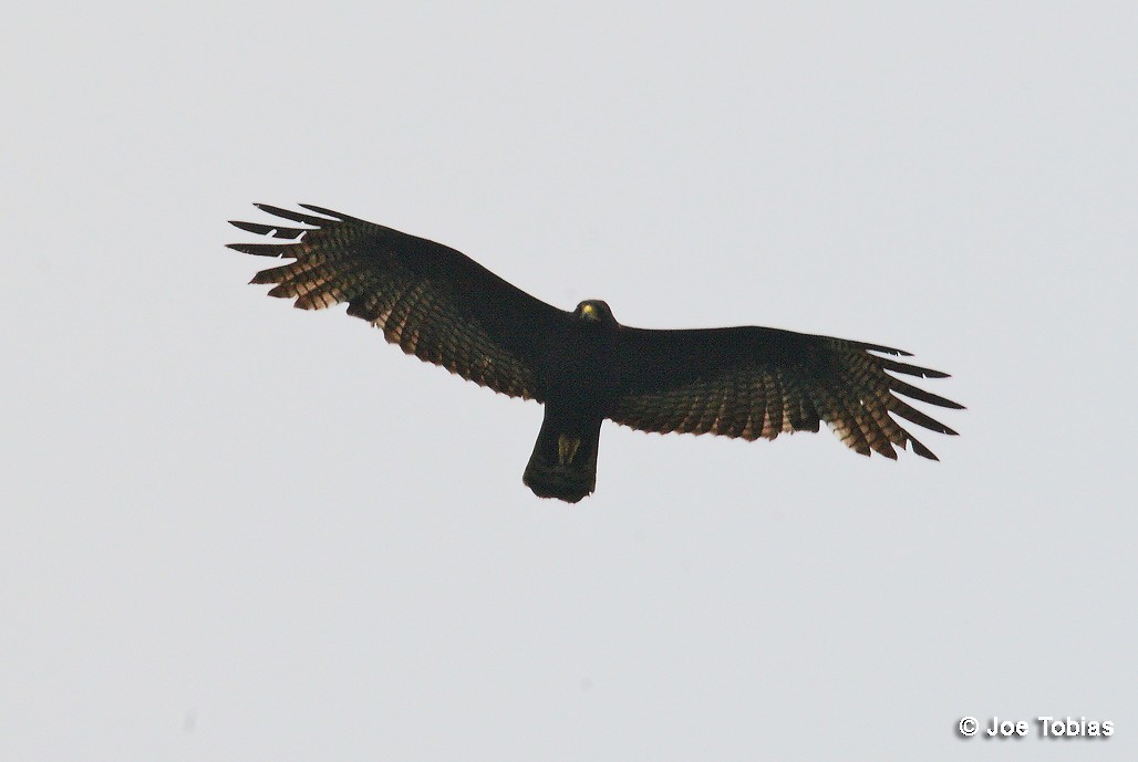 Zone-tailed Hawk - Joseph Tobias