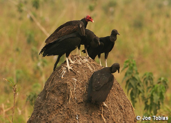 Turkey Vulture (Tropical) - ML204068281