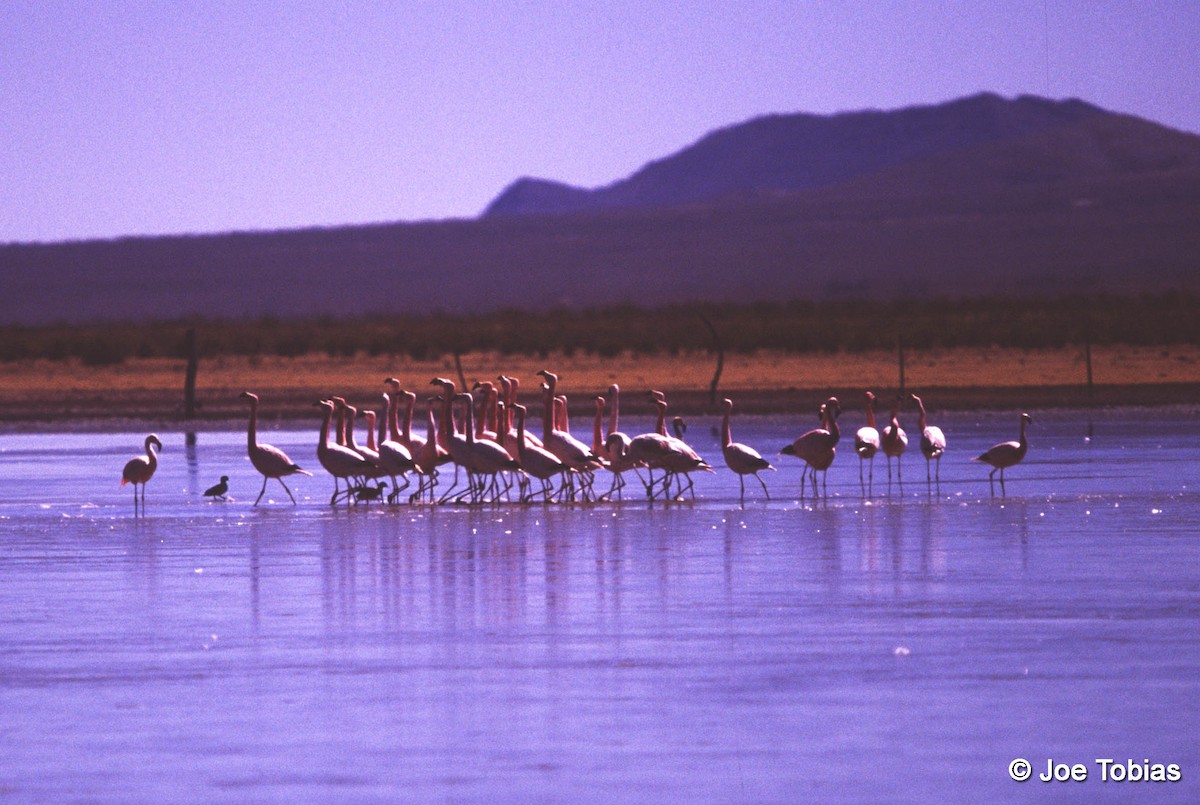 Andean Flamingo - Joseph Tobias