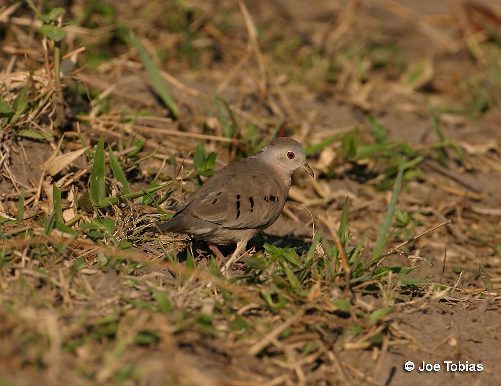Plain-breasted Ground Dove - ML204068721
