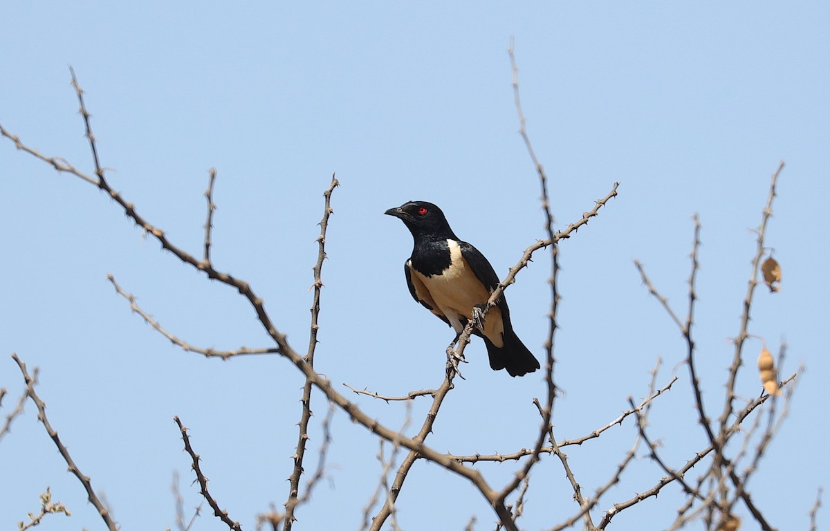 Magpie Starling - ML204069621