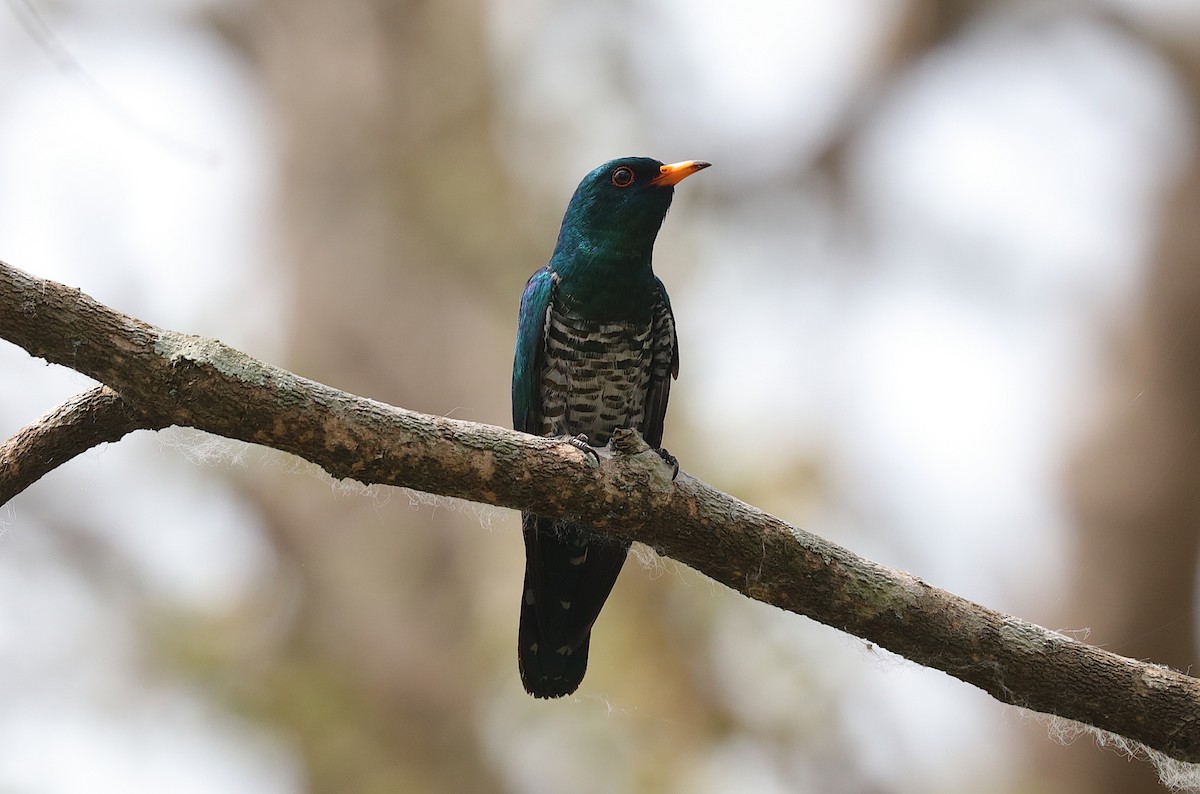 Asian Emerald Cuckoo - ML204069651