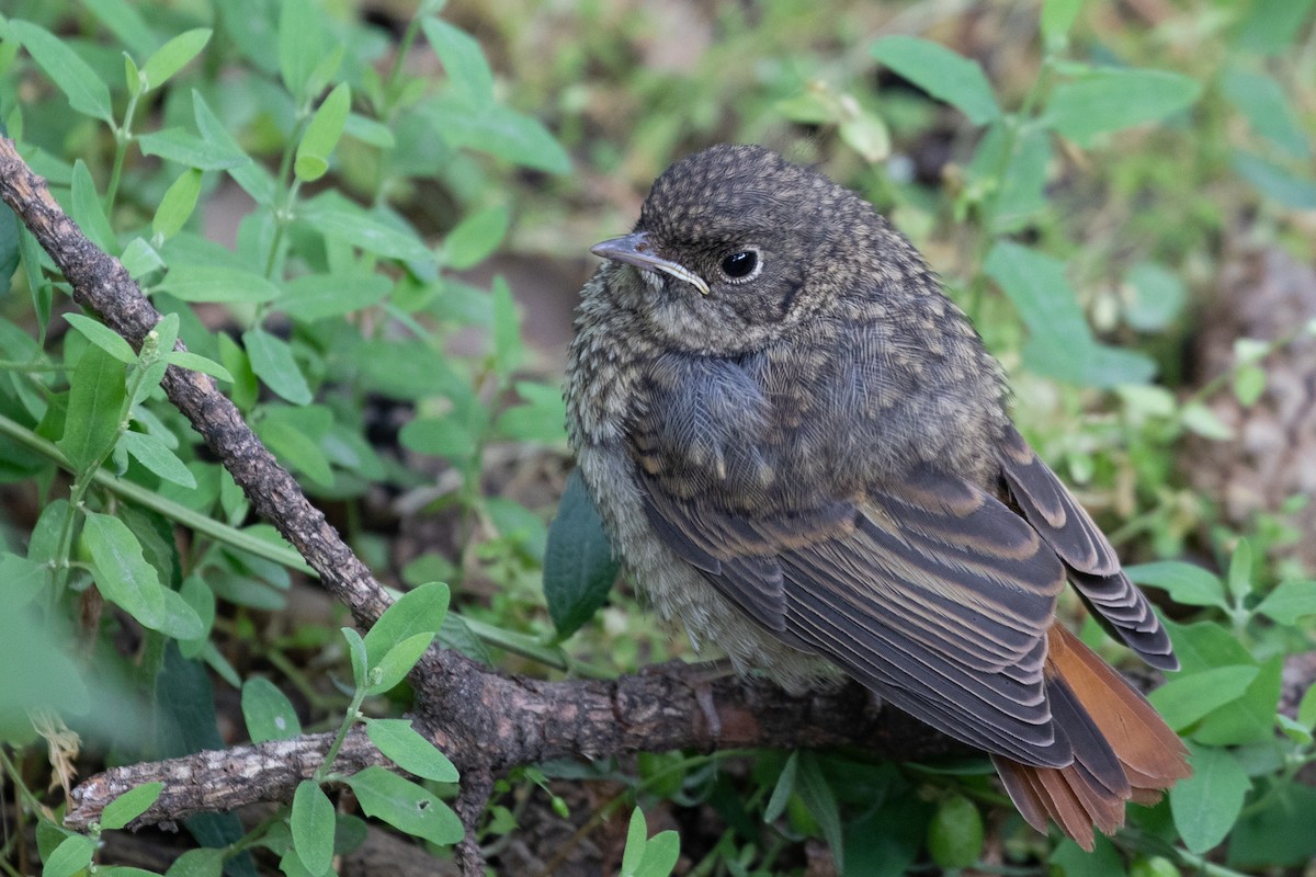 Common Redstart (Ehrenberg's) - Lutz Duerselen