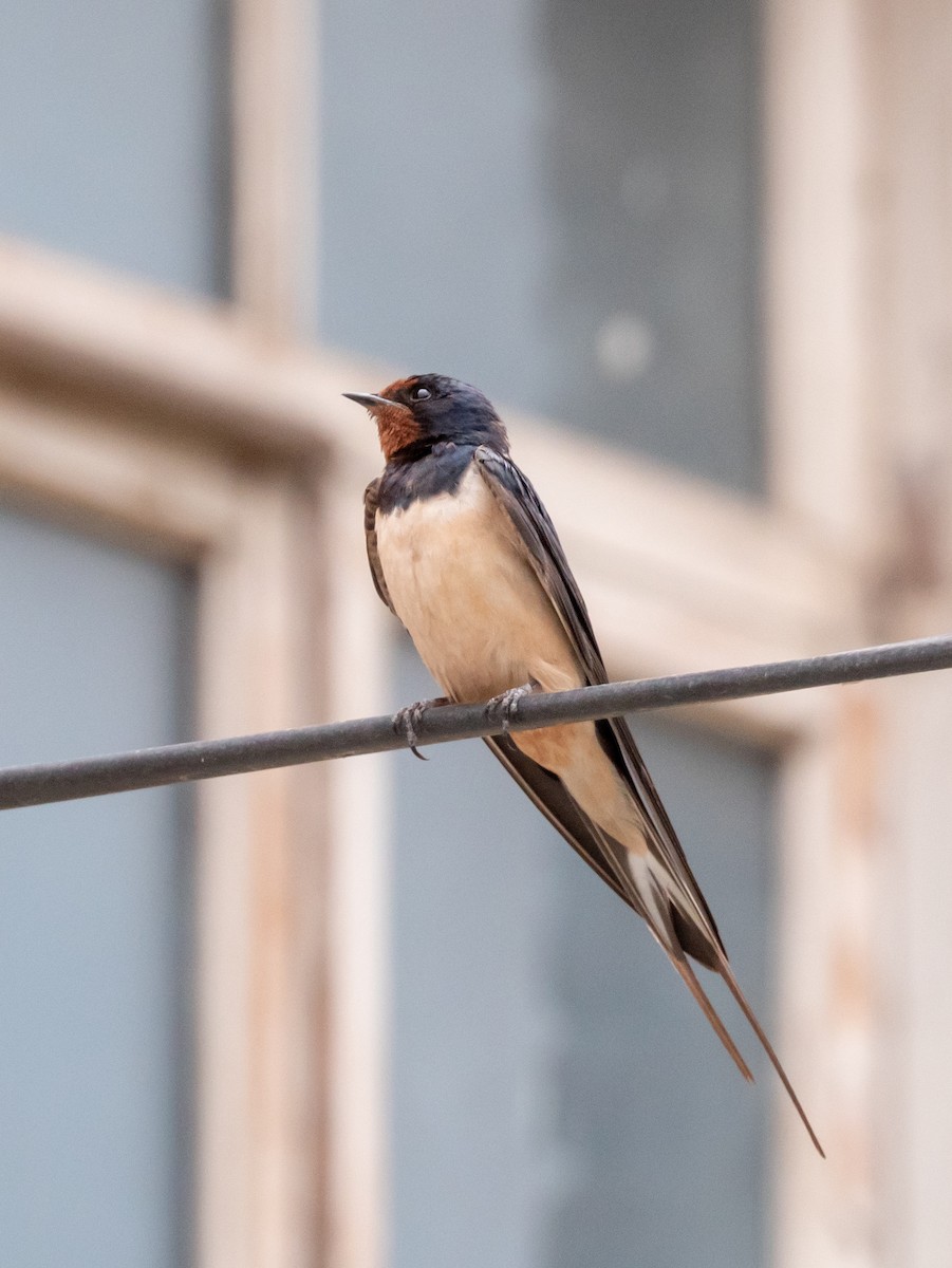 Barn Swallow (White-bellied) - Lutz Duerselen