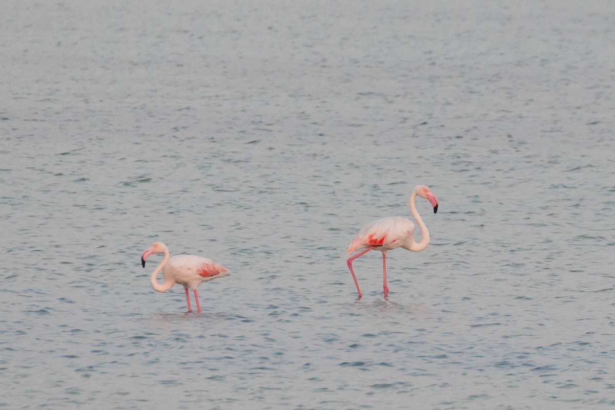 Greater Flamingo - Lutz Duerselen