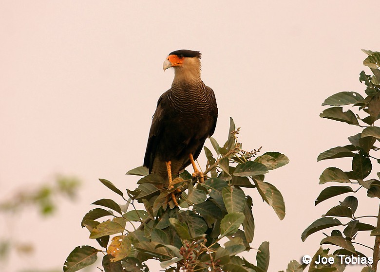 Crested Caracara (Southern) - ML204070601