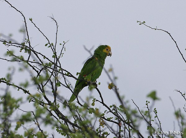 Yellow-shouldered Parrot - Joseph Tobias