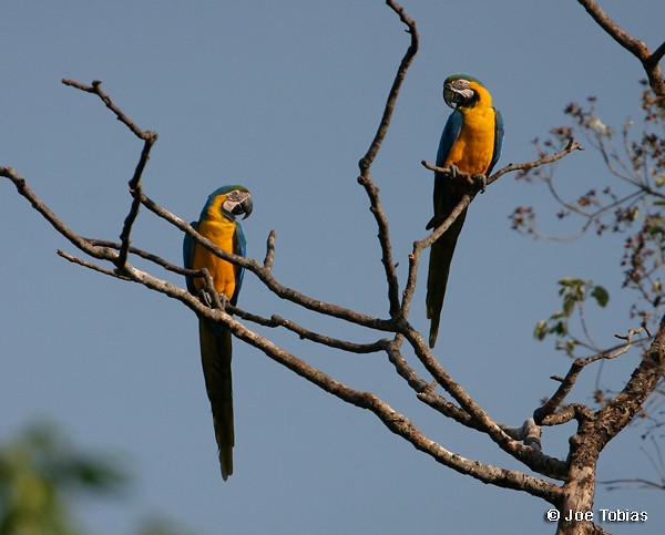 Blue-and-yellow Macaw - Joseph Tobias