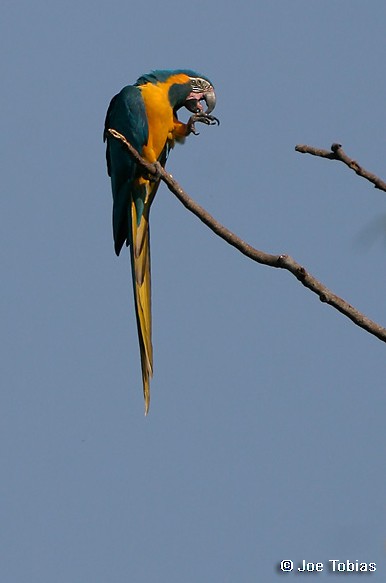 Blue-throated Macaw - Joseph Tobias