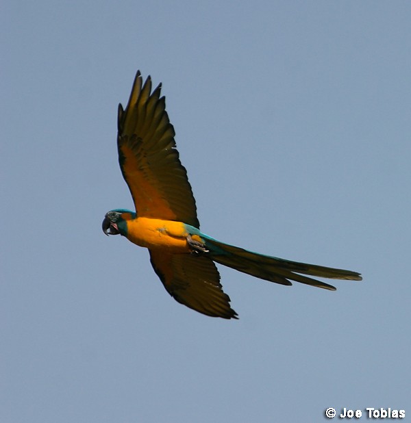 Blue-throated Macaw - ML204071151