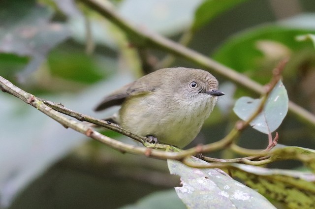 Mountain Thornbill (Acanthiza katherina) - Wet Tropics endemic bird, Queensland Australia