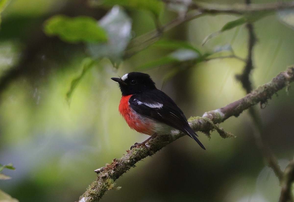 Pacific Robin (Vanuatu) - Jonathan Slifkin