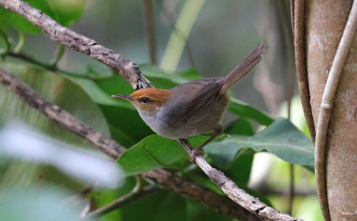 Fiji Bush Warbler - Jonathan Slifkin