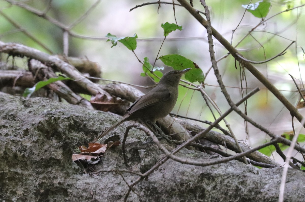 Malagasy Brush-Warbler (Malagasy) - Jonathan Slifkin