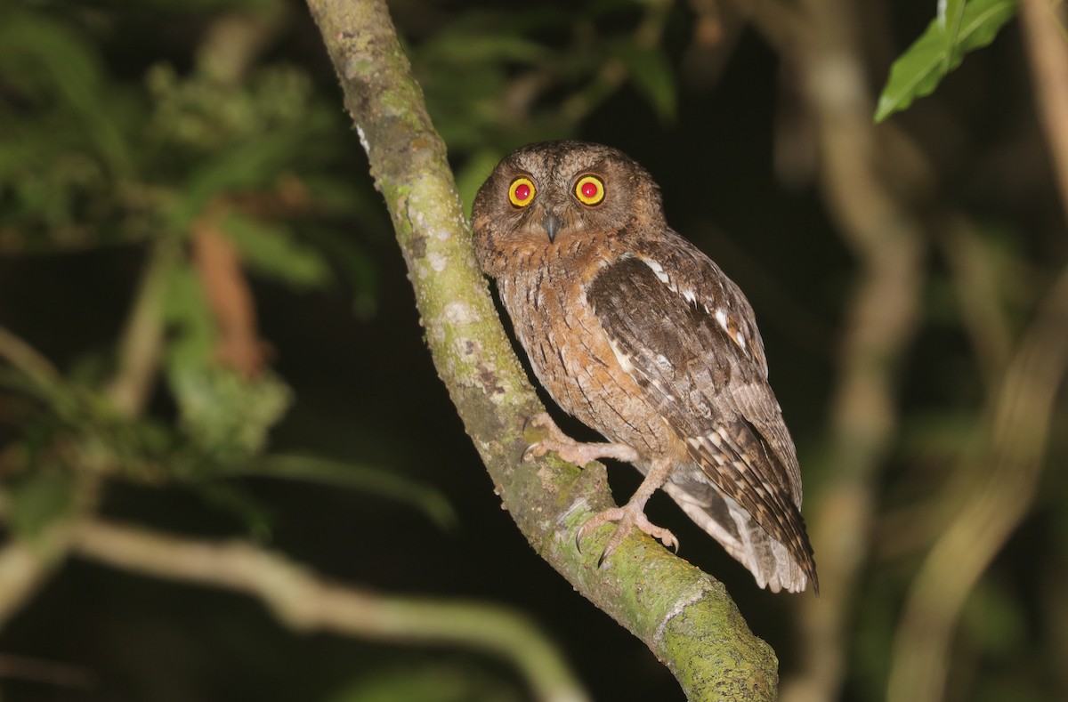 Madagascar Scops-Owl - Jonathan Slifkin