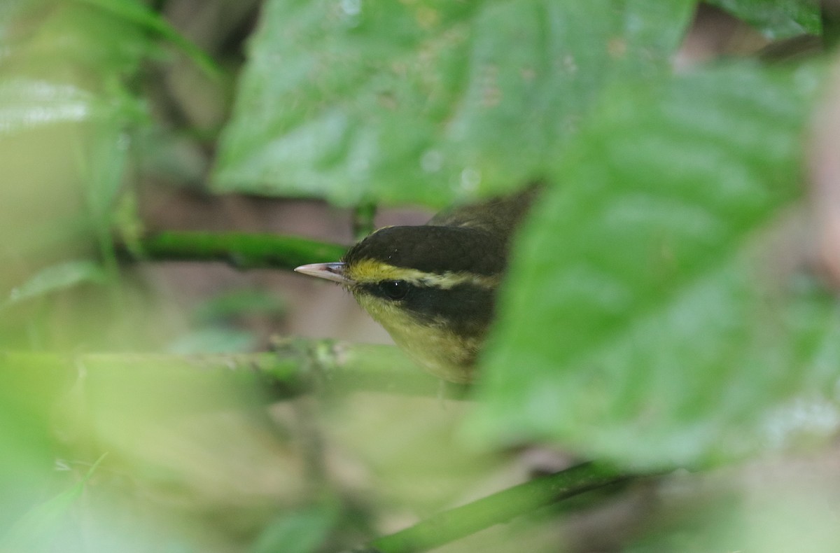 Yellow-browed Oxylabes - ML204071381