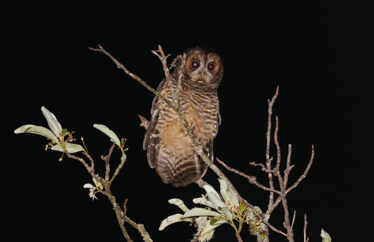 Rufous-legged Owl - ML204071431