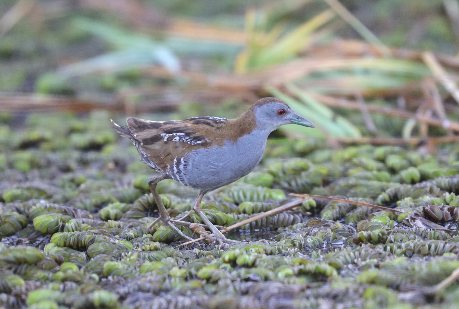 Baillon's Crake (Western) - eBird