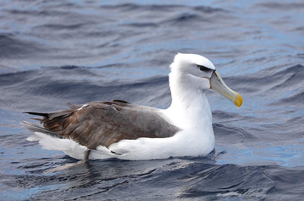 White-capped Albatross (cauta) - Jonathan Slifkin