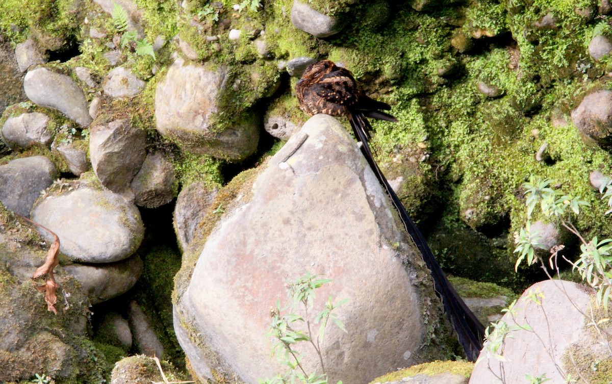 Lyre-tailed Nightjar - Romuald Mikusek