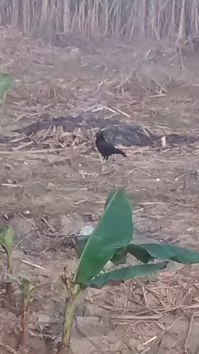 Large-billed Crow (Indian Jungle) - Vinayak Patel