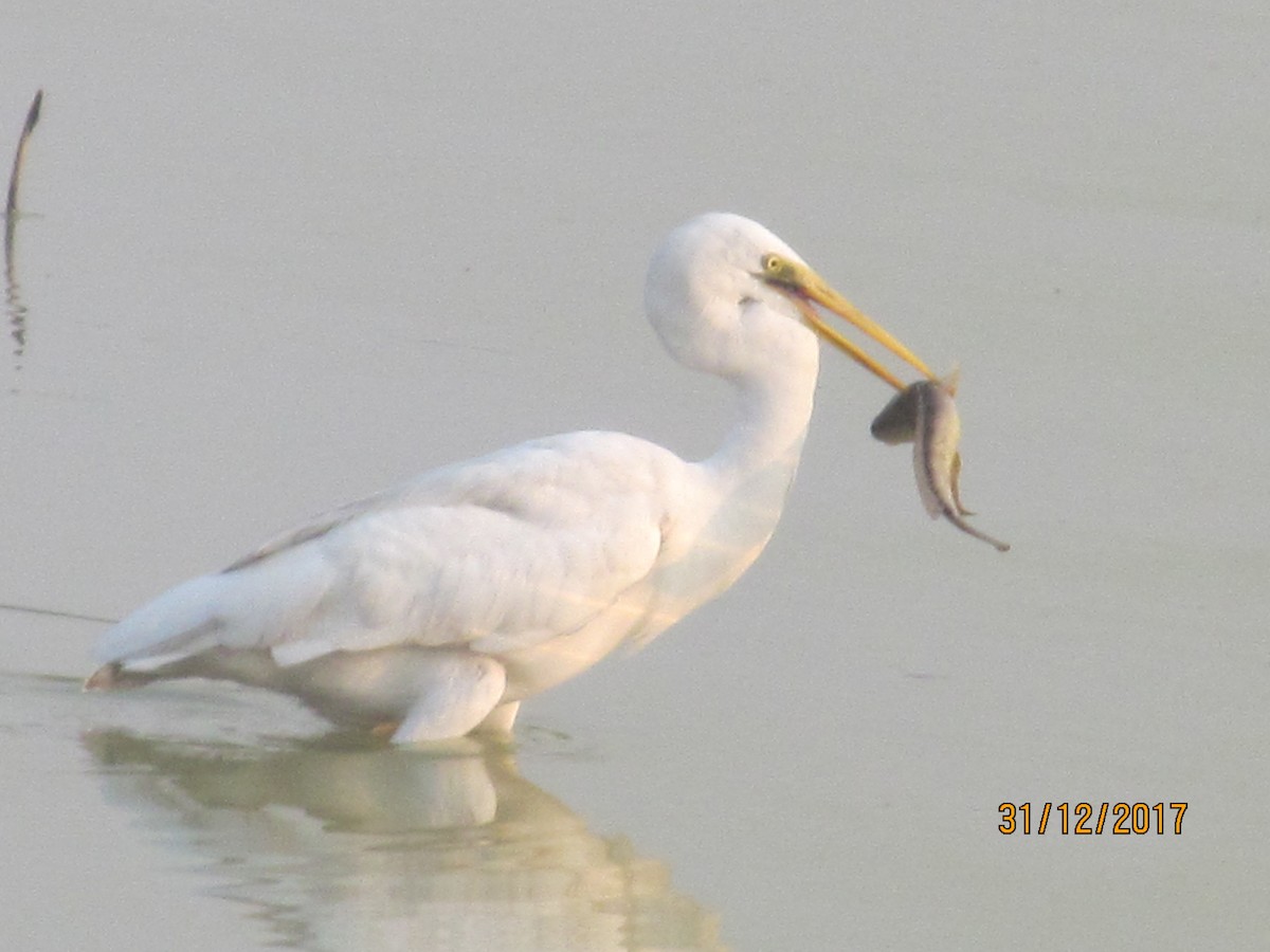 Great Egret (modesta) - Vinayak Patel