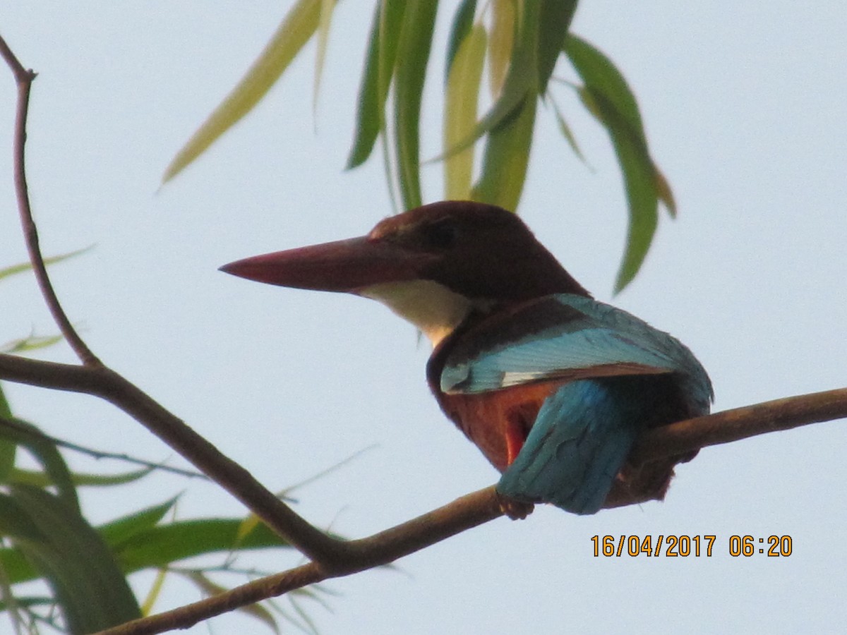 White-throated Kingfisher - Vinayak Patel