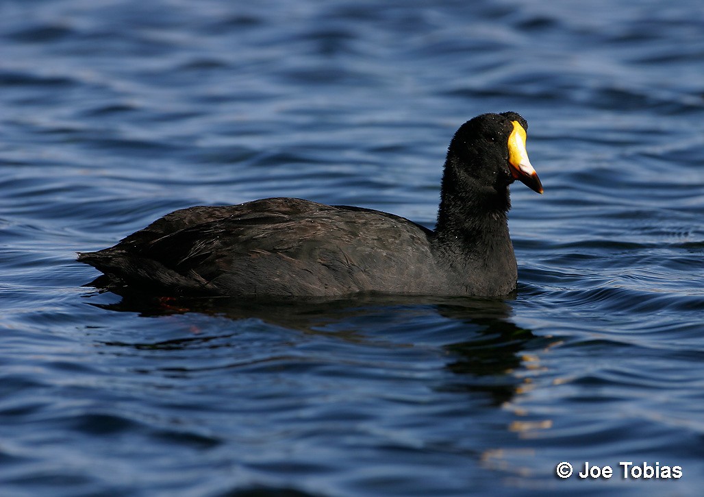 Giant Coot - ML204072851