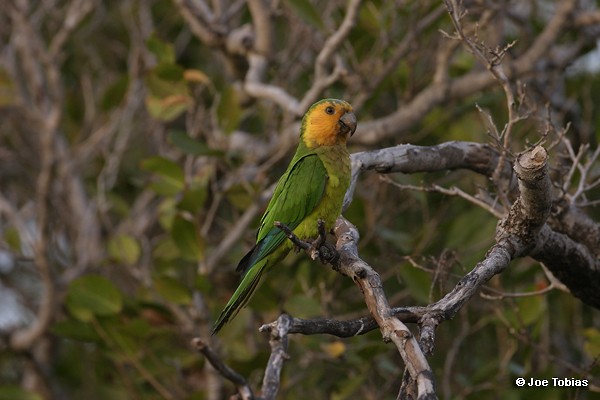 Brown-throated Parakeet (Brown-throated) - Joseph Tobias