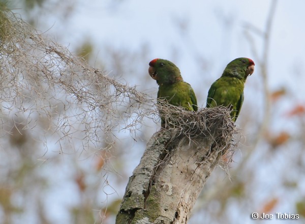 Scarlet-fronted Parakeet (Scarlet-fronted) - ML204073081