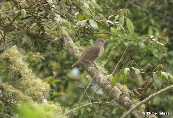 Large-tailed Dove - Joseph Tobias