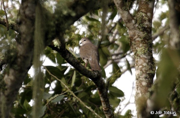 Large-tailed Dove - ML204073301