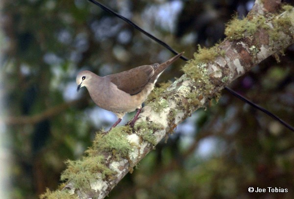 Large-tailed Dove - ML204073311