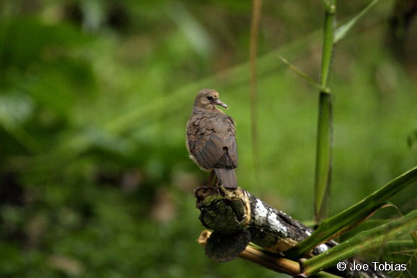 Gray-fronted Dove - ML204073321