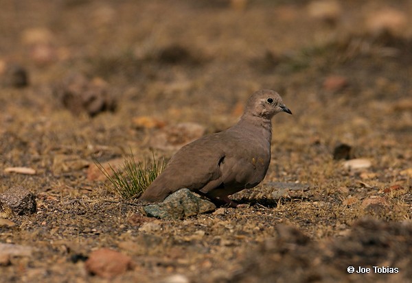 Golden-spotted Ground Dove - ML204073351