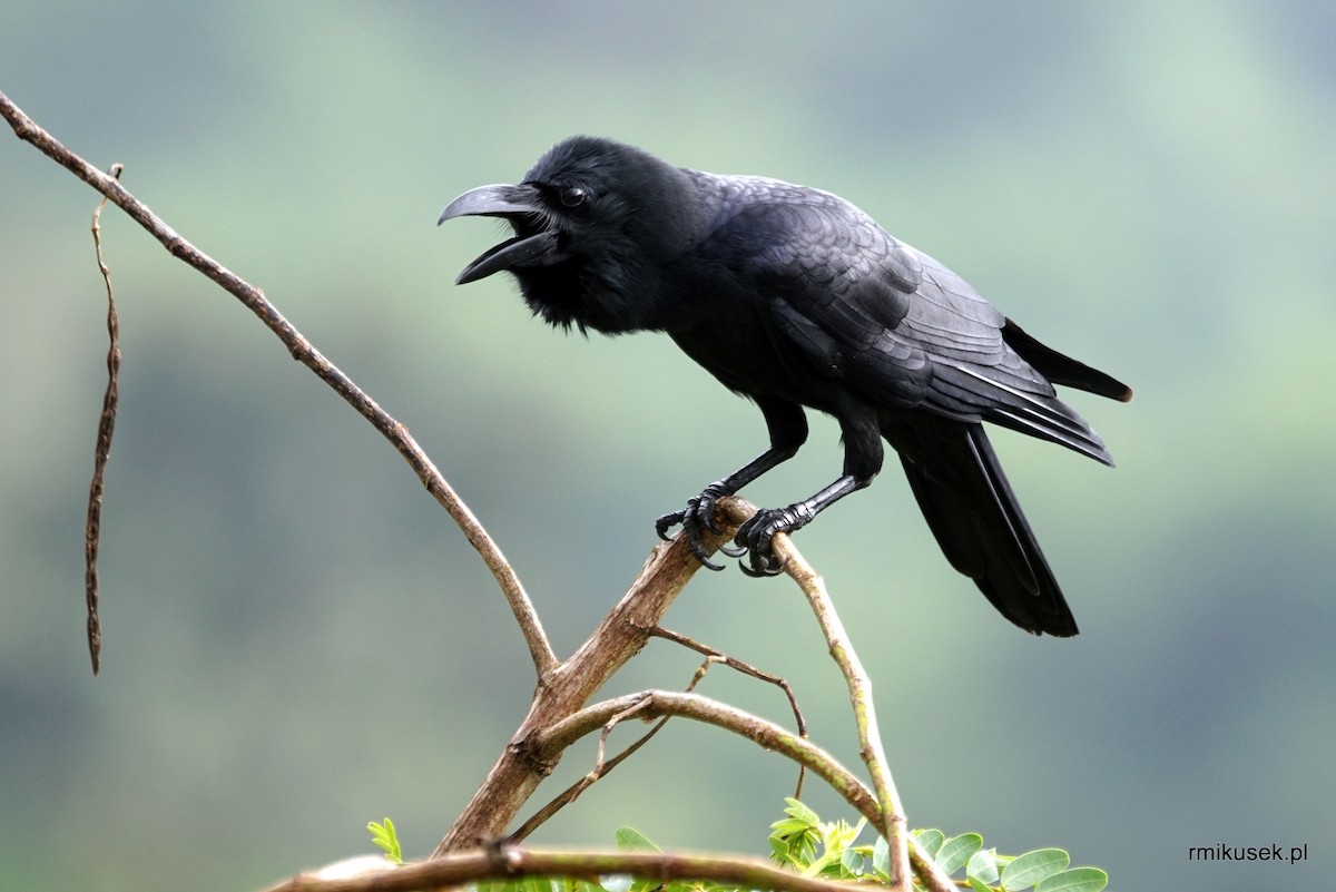 Large-billed Crow (Indian Jungle) - Romuald Mikusek
