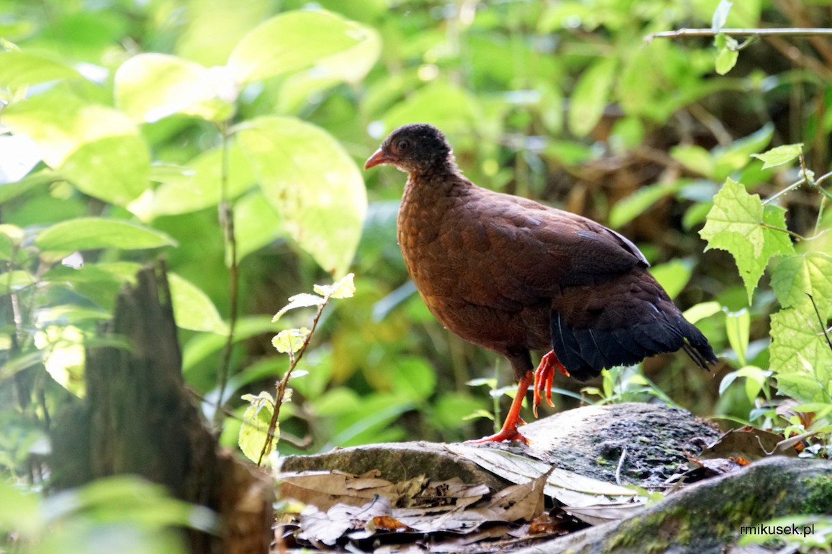 Sri Lanka Spurfowl - Romuald Mikusek