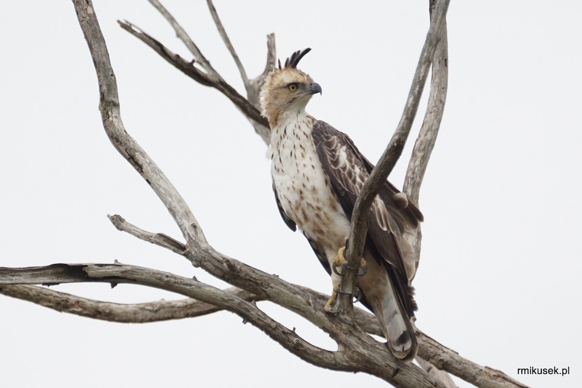 Changeable Hawk-Eagle (Crested) - ML204073891