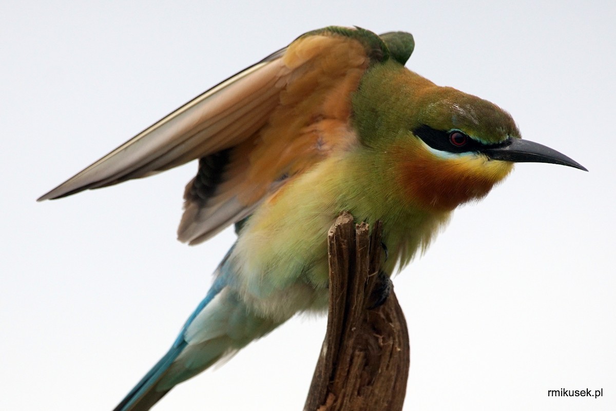 Blue-tailed Bee-eater - ML204073911