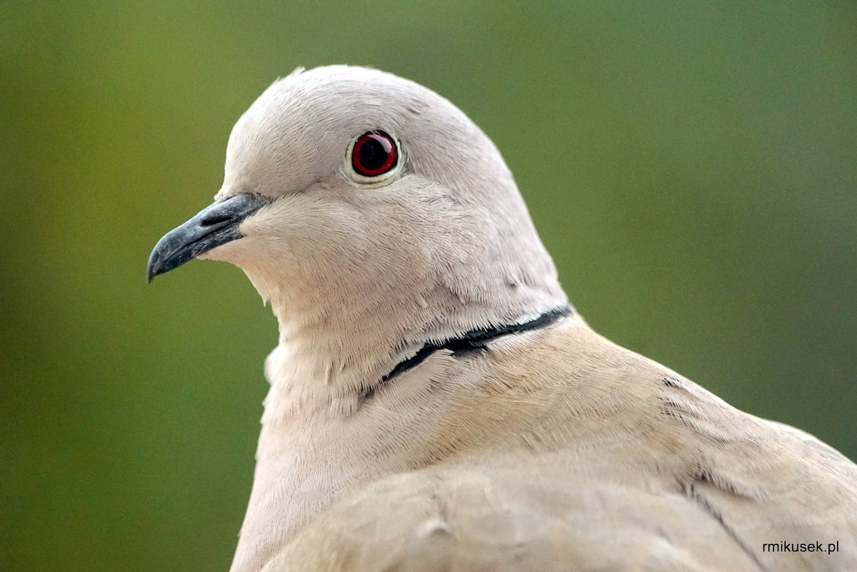 Eurasian Collared-Dove - Romuald Mikusek